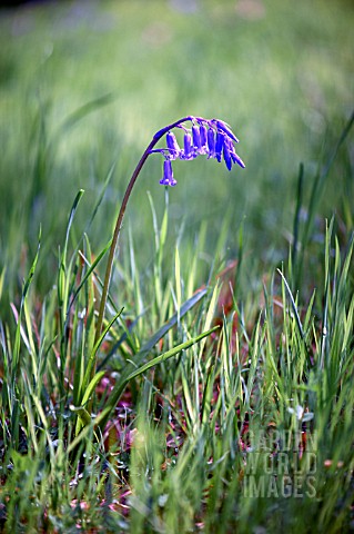 HYACINTHOIDES_NON_SCRIPTA