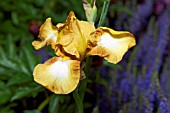 IRIS GERMANICA GOLDEN FOREST