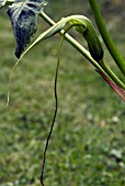 ARISAEMA INTERMEDIUM