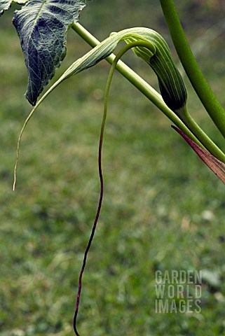 ARISAEMA_INTERMEDIUM