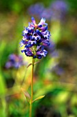 PENSTEMON EUGLAUCUS