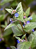 PENTAGLOTTIS SEMPERVIRENS