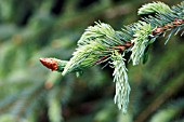 PICEA ENGELMANNII