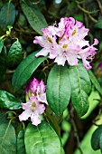 RHODODENDRON MACROPHYLLUM