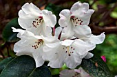 RHODODENDRON SOULIEI