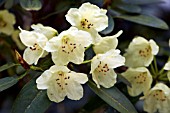 RHODODENDRON WARDII