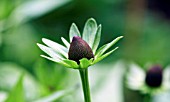 RUDBECKIA OCCIDENTALIS GREEN WIZARD