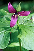 TRILLIUM ERECTUM