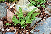 WOODSIA ILVENSIS