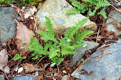 WOODSIA_ILVENSIS
