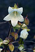 CAMPANULA OCHROLEUCA