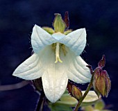 CAMPANULA OCHROLEUCA