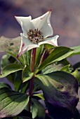 CORNUS CANADENSIS,  DOGWOOD