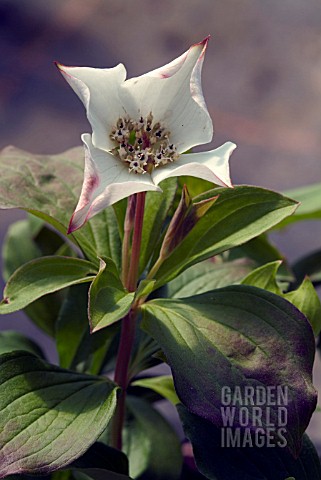 CORNUS_CANADENSIS__DOGWOOD