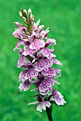 DACTYLORHIZA MACULATA (DACTYLORCHIS MACULATA),  MOORLAND SPOTTED ORCHID