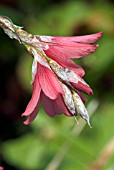 DIERAMA IGNEUM,  ANGELS FISHING RODS