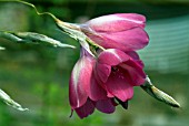 DIERAMA PENDULUM,  ANGELS FISHING RODS