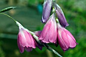 DIERAMA PENDULUM,  ANGELS FISHING RODS