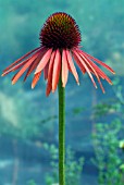 ECHINACEA ARTS PRIDE