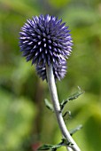 ECHINOPS RITRO VEITCHS BLUE,  GLOBE THISTLE