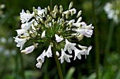 AGAPANTHUS ARDERNEI HYBRID