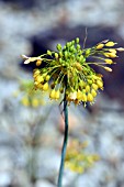 ALLIUM FLAVUM