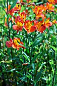 ALSTROEMERIA FLAMING STAR