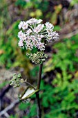 ANGELICA SYLVESTRIS