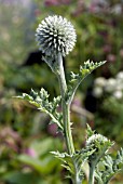 ECHINOPS TIENSCHANICUM,  GLOBE THISTLE