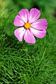 COSMOS BIPINNATUS CANDY STRIPE