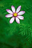 COSMOS BIPINNATUS CANDY STRIPE