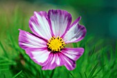 COSMOS BIPINNATUS CANDY STRIPE