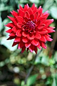 DAHLIA NUIT DETE