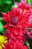 DAHLIA WITTEMANS BEST