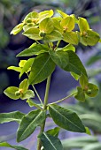 EUPHORBIA CORNIGERA,  SPURGE