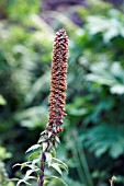 DIGITALIS PARVIFLORA MILK CHOCOLATE