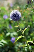 ECHINOPS BANNATICUS TAPLOW BLUE