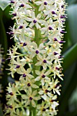 EUCOMIS POLE EVANSII