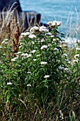 EUPATORIUM CANNABINUM