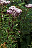 EUPATORIUM CANNABINUM