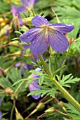 GERANIUM JOHNSONS BLUE