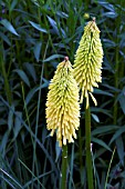 KNIPHOFIA WREXHAM BUTTERCUP