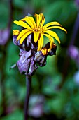 LIGULARIA DENTATA DESDEMONA