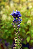 LOBELIA SIPHILITICA