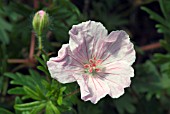 GERANIUM SANGUINEUM VAR. STRIATUM