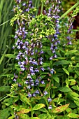 LOBELIA SIPHILITICA