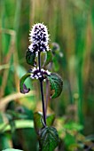 MENTHA AQUATICA