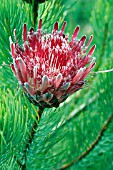 PROTEA ARISTATA