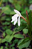 ROSCOEA MONIQUE