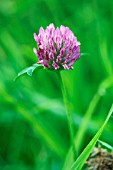 TRIFOLIUM PRATENSE